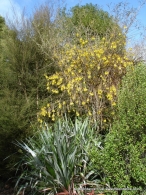 Native Dell - Kowhai